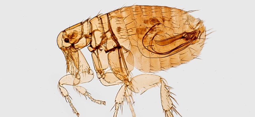 Disinfestazione Pulci Cagliari Sardegna - Disinfestazione Cagliari